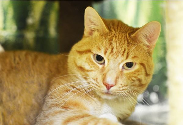 02 11 Pet of the Week